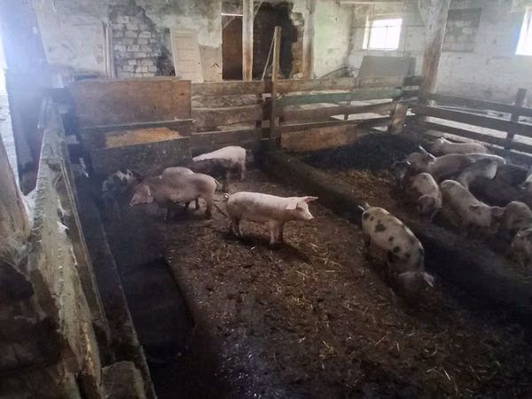 Sow, Pigs — Moldova