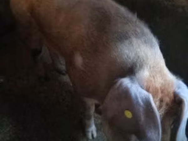 Boar, Pigs