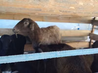 Sheep, Arabi sheep — photo 4
