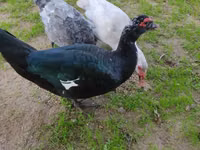 Guinea fowl — photo 1