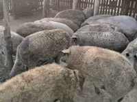 Sow — photo 1