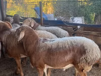 Ram, Arashan sheep — photo 2