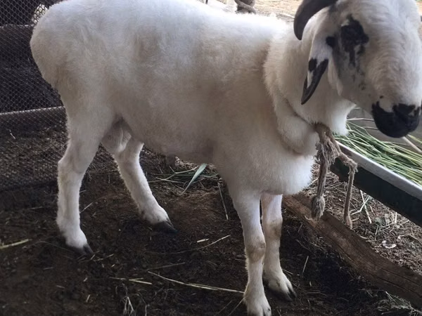 Goats (batch, sex not specified), Goats — Uzbekistan