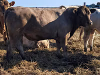 Bull, Auliekol breed — photo 1