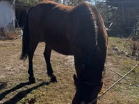 Kuda betina, Horses — foto 2