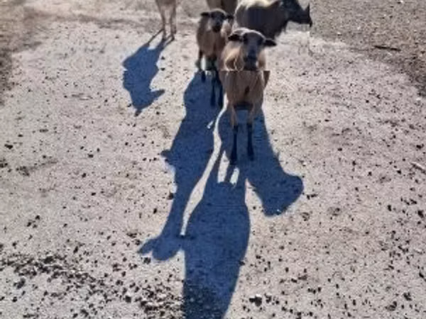 میش, Cameroon sheep — مجارستان