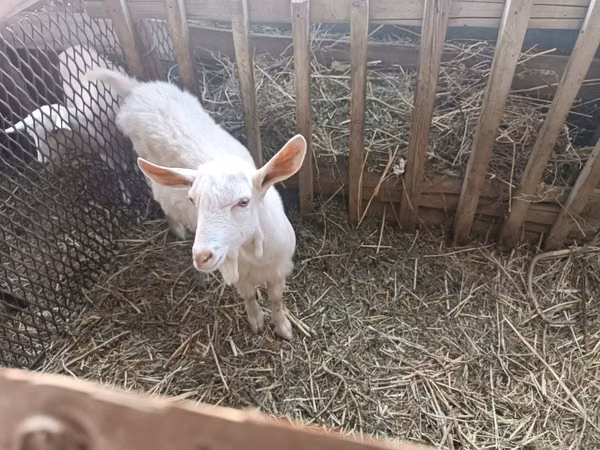 Billy Goat, Saanen goat