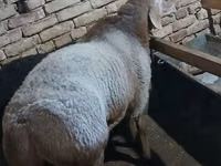Ram, Sheep — photo 3
