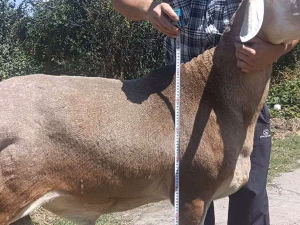 Ram, Sheep — Kyrgyzstan