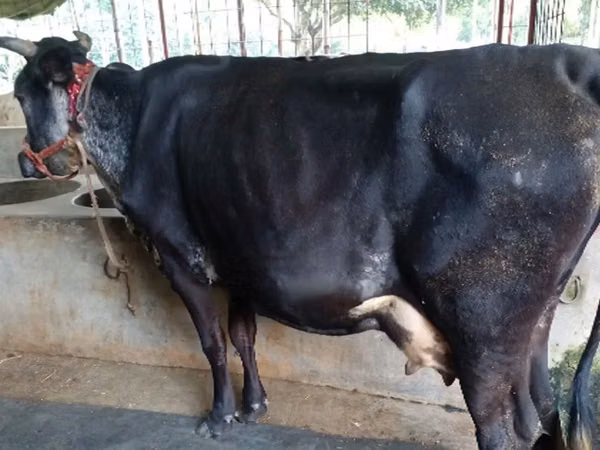 Cow, Cattle