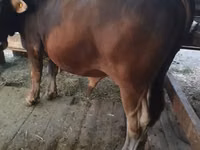 Bull, Swiss cattle — photo 2