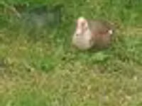 Turkeys — foto 4