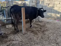 Cow, Cattle — photo 4