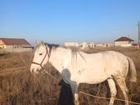 घोड़ा, Kazakh horse — फ़ोटो 4