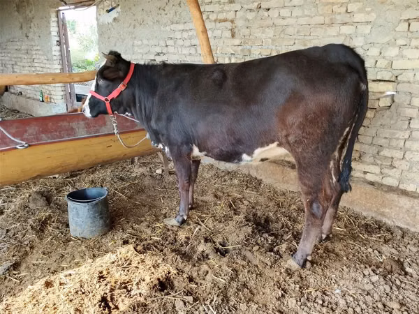 Cow, Cattle