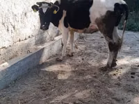 গাভী, Russian Black pied cattle — ছবি 4