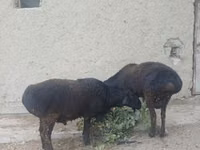 Carnero, Ovejas — foto 1