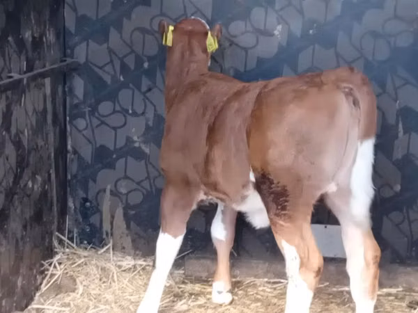 گاو و گوساله (گروه، جنسیت مشخص نشده), Simmental cattle