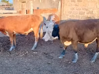 Bulle, Simmental cattle — Foto 3