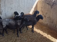 Sheep, Sheep — photo 2