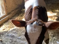公牛, Cattle — 照片 4