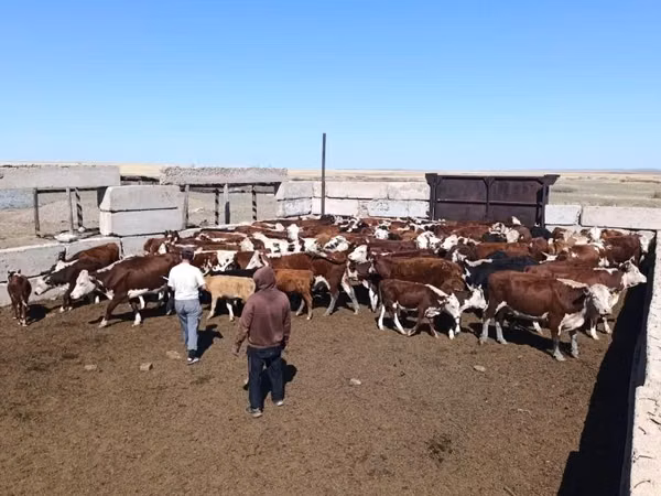 Cow, Latvian Blue cattle — Kazakhstan
