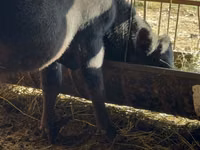 Bull, Aberdeen-Angus — photo 2