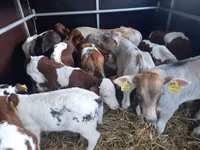 Taureau, Simmental cattle — photo 2
