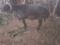 የጎትት አውራ በግ, Sheep — ፎቶ 6