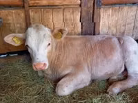سانڈ, Simmental cattle — تصویر 2