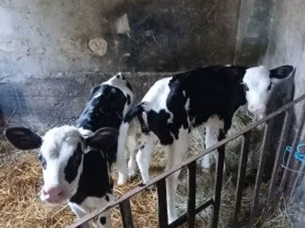 Krava, Russian Black pied cattle — Maďarsko