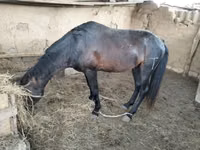 Horse (M), Horses — photo 2
