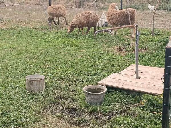 Koyun, Koyunlar