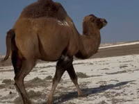 Urgʻochi tuya, Kazakh Bactrian camel — 1-rasm