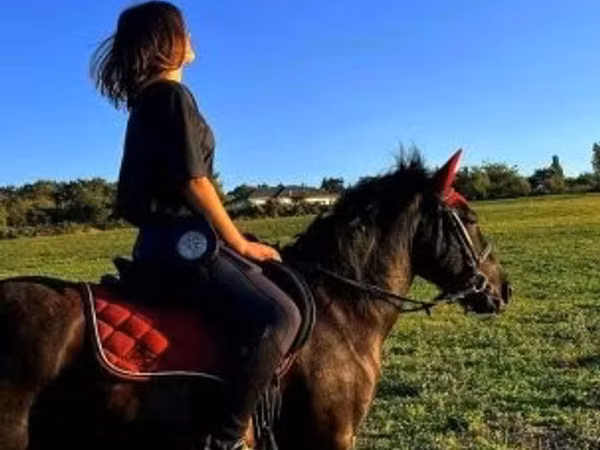 Kůň, Hucul pony