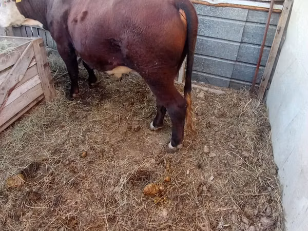 Bull, Cattle — Kazakhstan