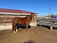 Hing, Kazakh horse — 1. fotó