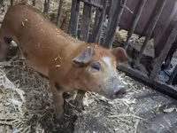 Boar — photo 3