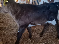 암소, Russian Black pied cattle — 사진 5