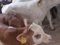 Lembu jantan, Simmental cattle — foto 2