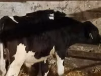 Dibi, Russian Black pied cattle — sawirka 3