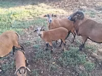 Ram, Cameroon sheep — photo 3