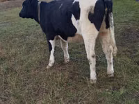 گاو ماده, Russian Black pied cattle — عکس 3