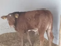Stier, Limousin koe — foto 2