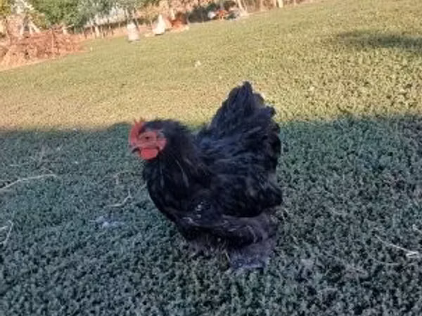 Chickens — Hungary