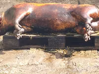 Vind carne de porc de casa crescut cu resturi de la gradinite — फ़ोटो 5