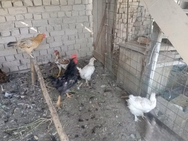 Chickens — Uzbekistan