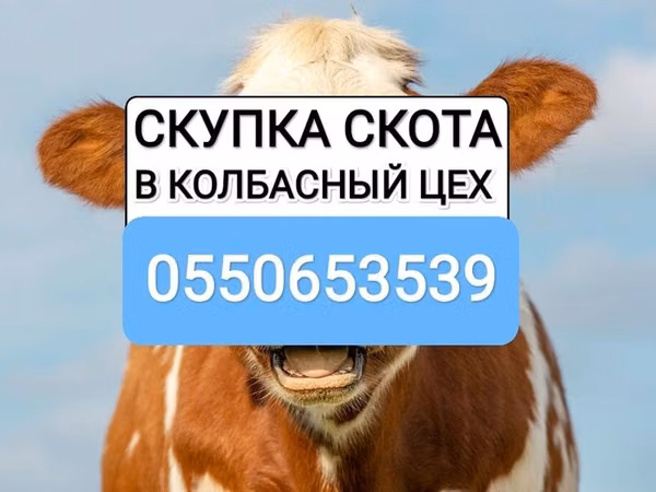 Bull, Cattle — Kyrgyzstan