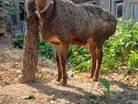 Ram, Sheep — photo 2