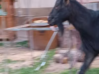 Kozioł, Saanen goat — zdjęcie 2